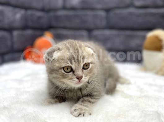 Tedy Bear Scotti̇sh Fold