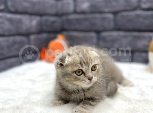 Champi̇on Anne Babadan Scotti̇sh Fold görsel