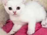 Safkan Si̇lver Poi̇nt British Shorthair Bebekler