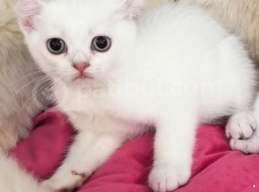Safkan Si̇lver Poi̇nt British Shorthair Bebekler görsel