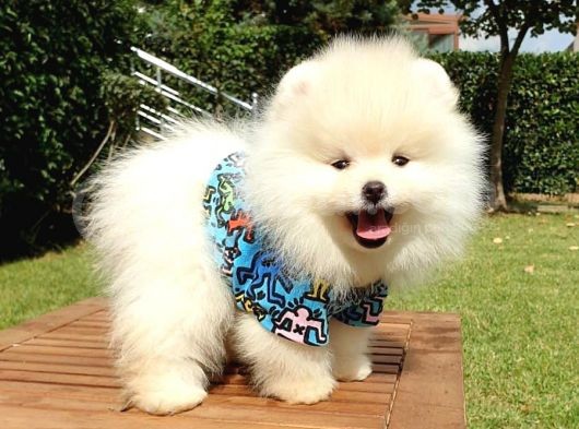 Safkan Teddy Bear Yavrularımız görsel
