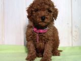 Red Brown Toy Poodle Yavrular