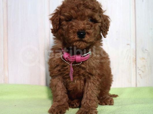 Red Brown Toy Poodle Yavrular görsel