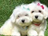 Sevimli Ufacık Boyut Maltese Terrier Yavrular