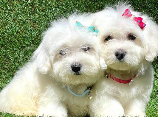 Sevimli Ufacık Boyut Maltese Terrier Yavrular görsel