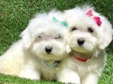 Sevimli Ufacık Boyut Maltese Terrier Yavrular