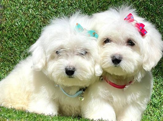 Sevimli Ufacık Boyut Maltese Terrier Yavrular