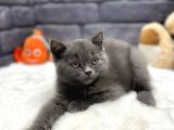 Show Kalite British Shorthair