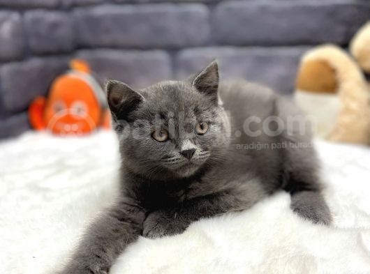 Show Kalite British Shorthair