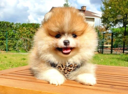 Safkan Teddy Bear Yavrularımız görsel