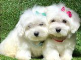 Sevimli Ufacık Boyut Maltese Terrier Yavrular