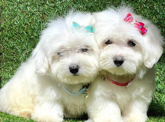 Sevimli Ufacık Boyut Maltese Terrier Yavrular görsel