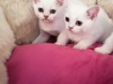 Safkan Si̇lver Poi̇nt British Shorthair Bebekler