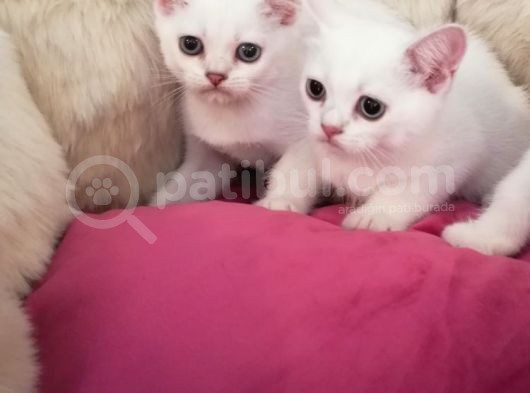 Safkan Si̇lver Poi̇nt British Shorthair Bebekler