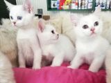Safkan Si̇lver Poi̇nt British Shorthair Bebekler