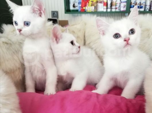 Safkan Si̇lver Poi̇nt British Shorthair Bebekler görsel