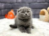 Show Class Scottish Fold
