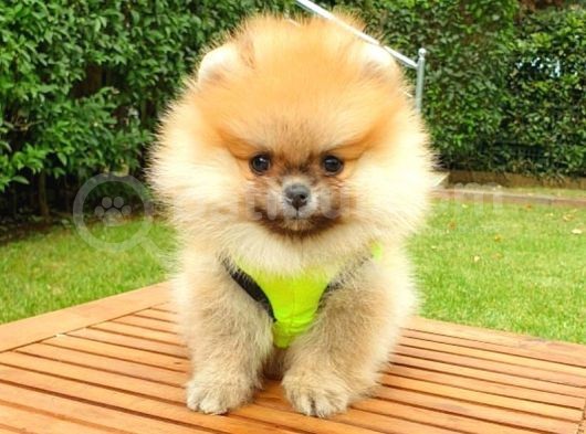 Safkan Teddy Bear Yavrularımız