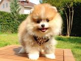 Safkan Teddy Bear Yavrularımız