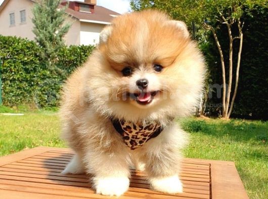 Safkan Teddy Bear Yavrularımız görsel