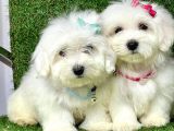 Sevimli Ufacık Boyut Maltese Terrier Yavrular