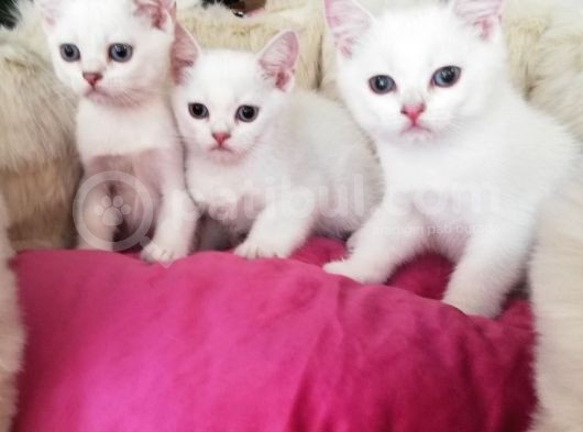 Safkan Si̇lver Poi̇nt British Shorthair Bebekler görsel