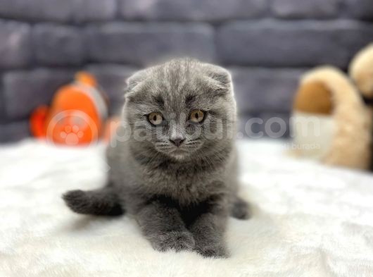 Show Kali̇te Scotti̇sh Fold