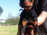 Ki̇ng Doberman Bebekler
