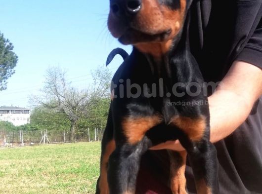 Ki̇ng Doberman Bebekler