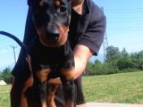 Ki̇ng Doberman Bebekler