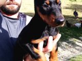 Ki̇ng Doberman Bebekler