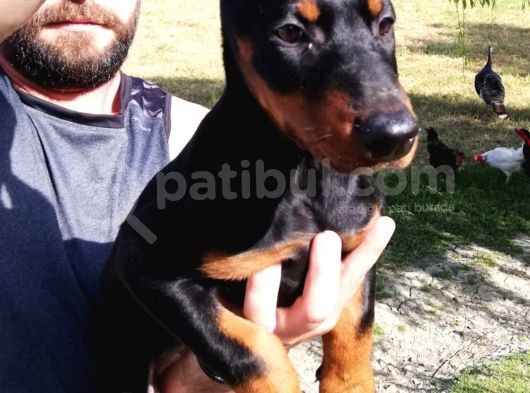 Ki̇ng Doberman Bebekler görsel
