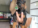 Ki̇ng Doberman Bebekler