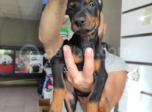 Ki̇ng Doberman Bebekler görsel