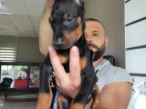 Ki̇ng Doberman Bebekler