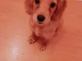 English Cocker Maya