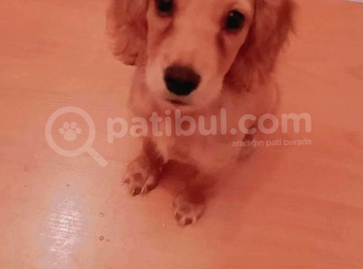 English Cocker Maya