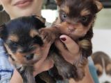 Teacup Yorkshi̇re Terri̇er Bebekler