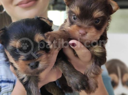 Teacup Yorkshi̇re Terri̇er Bebekler