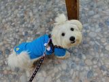 8 Aylıktır Maltese Terrier Köpegim Aşıları Tamdir Tuvalet Eğitimi Vardir