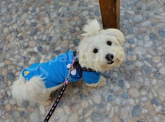 8 Aylıktır Maltese Terrier Köpegim Aşıları Tamdir Tuvalet Eğitimi Vardir görsel
