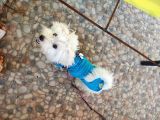 8 Aylıktır Maltese Terrier Köpegim Aşıları Tamdir Tuvalet Eğitimi Vardir