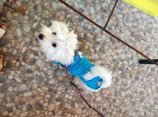 8 Aylıktır Maltese Terrier Köpegim Aşıları Tamdir Tuvalet Eğitimi Vardir görsel