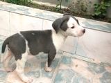 2 Aylık Amerikan Bully