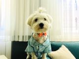 8 Aylıktır Maltese Terrier Köpegim Aşıları Tamdir Tuvalet Eğitimi Vardir