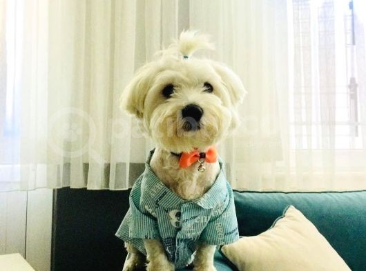 8 Aylıktır Maltese Terrier Köpegim Aşıları Tamdir Tuvalet Eğitimi Vardir