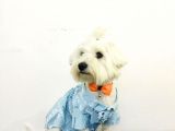 8 Aylıktır Maltese Terrier Köpegim Aşıları Tamdir Tuvalet Eğitimi Vardir