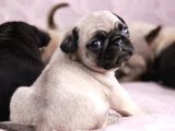 Mi̇ni̇ Boy Pug Bebekler
