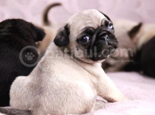 Mi̇ni̇ Boy Pug Bebekler