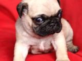 Mi̇ni̇ Boy Pug Bebekler